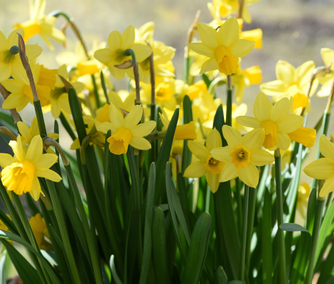 A group of daffodils