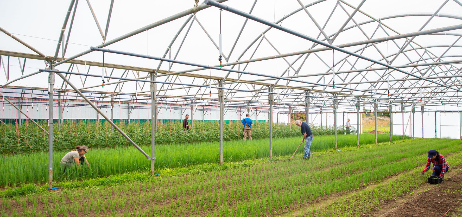 The picture shows people tending to crops inside a large greenhouse